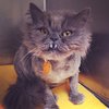 The Puuuuurfect Thing To Make Your Day!