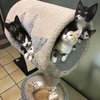 The Puuuuurfect Thing To Make Your Day!