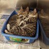 The Puuuuurfect Thing To Make Your Day!