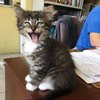 The Puuuuurfect Thing To Make Your Day!
