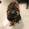 The Puuuuurfect Thing To Make Your Day!
