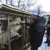 Video: The South Korean Olympic Rescue Mission – Of Dogs!