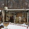 Video: The South Korean Olympic Rescue Mission – Of Dogs!