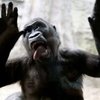 The Zoo Does Some Winning Amazon Reviews!