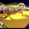 Video: The Solution To All Your Dogs' Bath Time Terror