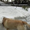 Video: Dogs Who Just Couldn't Contain Their Joy In The Snow!