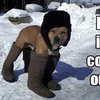 Video: Dogs Who Just Couldn't Contain Their Joy In The Snow! 3