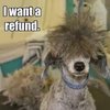 Video: When Dog Groomers F*&k Up! 4