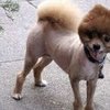 Video: When Dog Groomers F*&k Up! 5