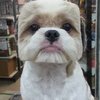 Video: When Dog Groomers F*&k Up!