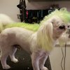 Video: When Dog Groomers F*&k Up! 8