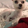 Video: When Dog Groomers F*&k Up! 3