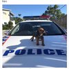Donut Miss These Hilarious Cops!