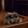 Video: Apparently Spiders Aren't So Terrifying If They Are Named Lucas
