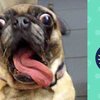 Video: A Few Vines That Made The Spotlight 3