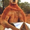 Video: Man Punches A Kangaroo To Save His Dog 2