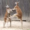 Video: Man Punches A Kangaroo To Save His Dog 3