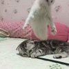 Video: Tortoise Tries To Chase Kitten Resulting In A Kung-fu Battle 4