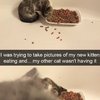 Video: Tortoise Tries To Chase Kitten Resulting In A Kung-fu Battle 7