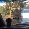 Video: Tortoise Tries To Chase Kitten Resulting In A Kung-fu Battle 8