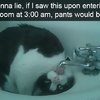 Video: Tortoise Tries To Chase Kitten Resulting In A Kung-fu Battle 11
