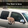 Video: Tortoise Tries To Chase Kitten Resulting In A Kung-fu Battle 13