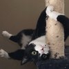 Video: Tortoise Tries To Chase Kitten Resulting In A Kung-fu Battle 14
