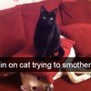 Video: Tortoise Tries To Chase Kitten Resulting In A Kung-fu Battle 15