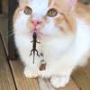 Video: Tortoise Tries To Chase Kitten Resulting In A Kung-fu Battle 16