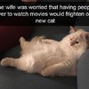 Video: Tortoise Tries To Chase Kitten Resulting In A Kung-fu Battle 24