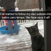Video: Tortoise Tries To Chase Kitten Resulting In A Kung-fu Battle 32