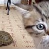 Video: Tortoise Tries To Chase Kitten Resulting In A Kung-fu Battle