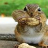 Video: Pole Dancing Squirrels?