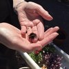 Video: The Unlikeliest Friendship Ever! Fiona And Her Bumblebee 5
