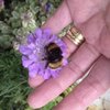 Video: The Unlikeliest Friendship Ever! Fiona And Her Bumblebee 7