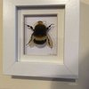 Video: The Unlikeliest Friendship Ever! Fiona And Her Bumblebee 8