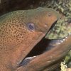 Eels Are Getting High On Your Cocaine Stash