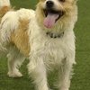 Video: Olly And His Disastrous Agility Show 3