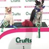 Video: Olly And His Disastrous Agility Show 4