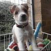 Video: Olly And His Disastrous Agility Show 5