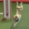 Video: Olly And His Disastrous Agility Show 2