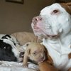 Video: The Story Of A Pitbull Who Fought For Her Life (warning: You Might Shed A Tear)