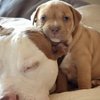 Video: The Story Of A Pitbull Who Fought For Her Life (warning: You Might Shed A Tear)