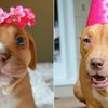 Video: The Story Of A Pitbull Who Fought For Her Life (warning: You Might Shed A Tear)