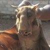 Video: The Hammerhead Bat That Lives In Your Nightmares
