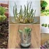 How To Re-grow Everything In Your Kitchen