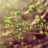 How To Re-grow Everything In Your Kitchen