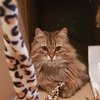 Cat Returns Home With Hilarious Note For Owner