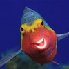 Finalists Of The Comedy Wildlife Photography Awards Announced