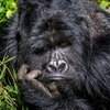 Finalists Of The Comedy Wildlife Photography Awards Announced